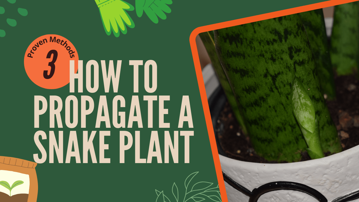 How-To-Propagate-a-Snake-Plant-The-Brown-Chair