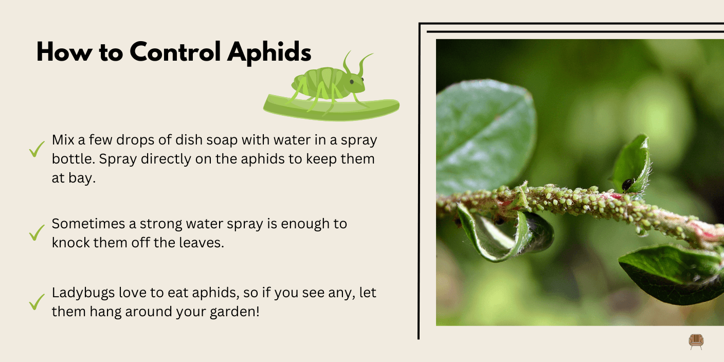 Aphids - These tiny green or black bugs cluster on the underside of leaves and suck the plant’s juices, causing leaves to curl and weaken.