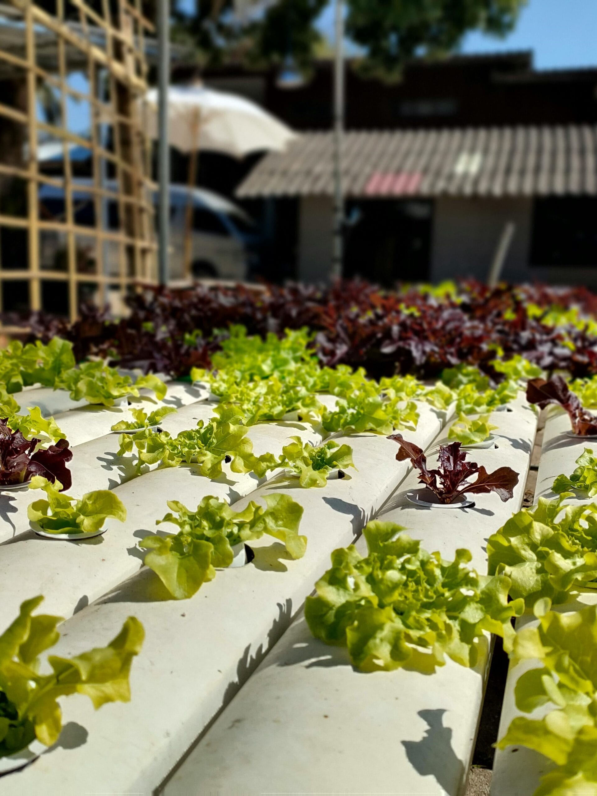 Baby Lettuce Mixes (Mesclun) - These mixes combine multiple varieties, so you get a blend of colors and flavors.