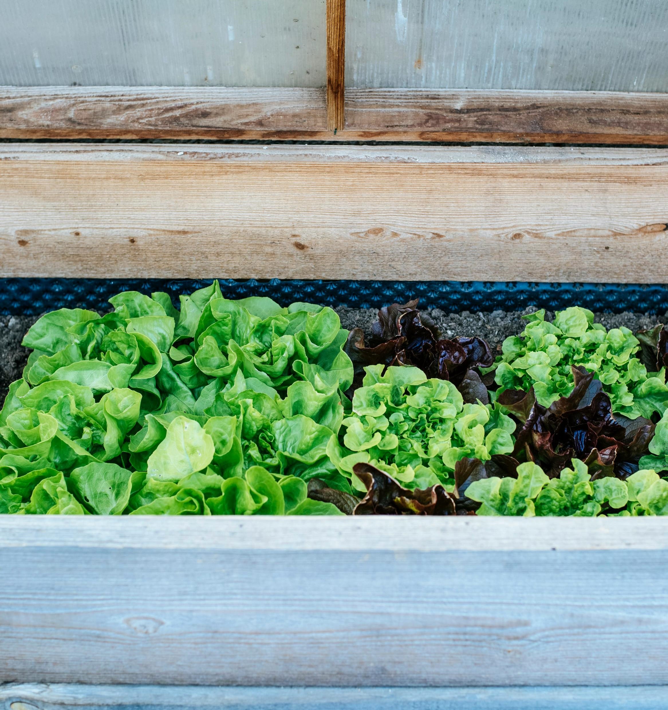 Butterhead Lettuce - They don’t take up too much space, making them another good container option.