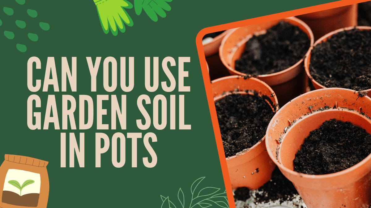 Can You Use Garden Soil in Pots? - Avoid These 3 Common Mistakes