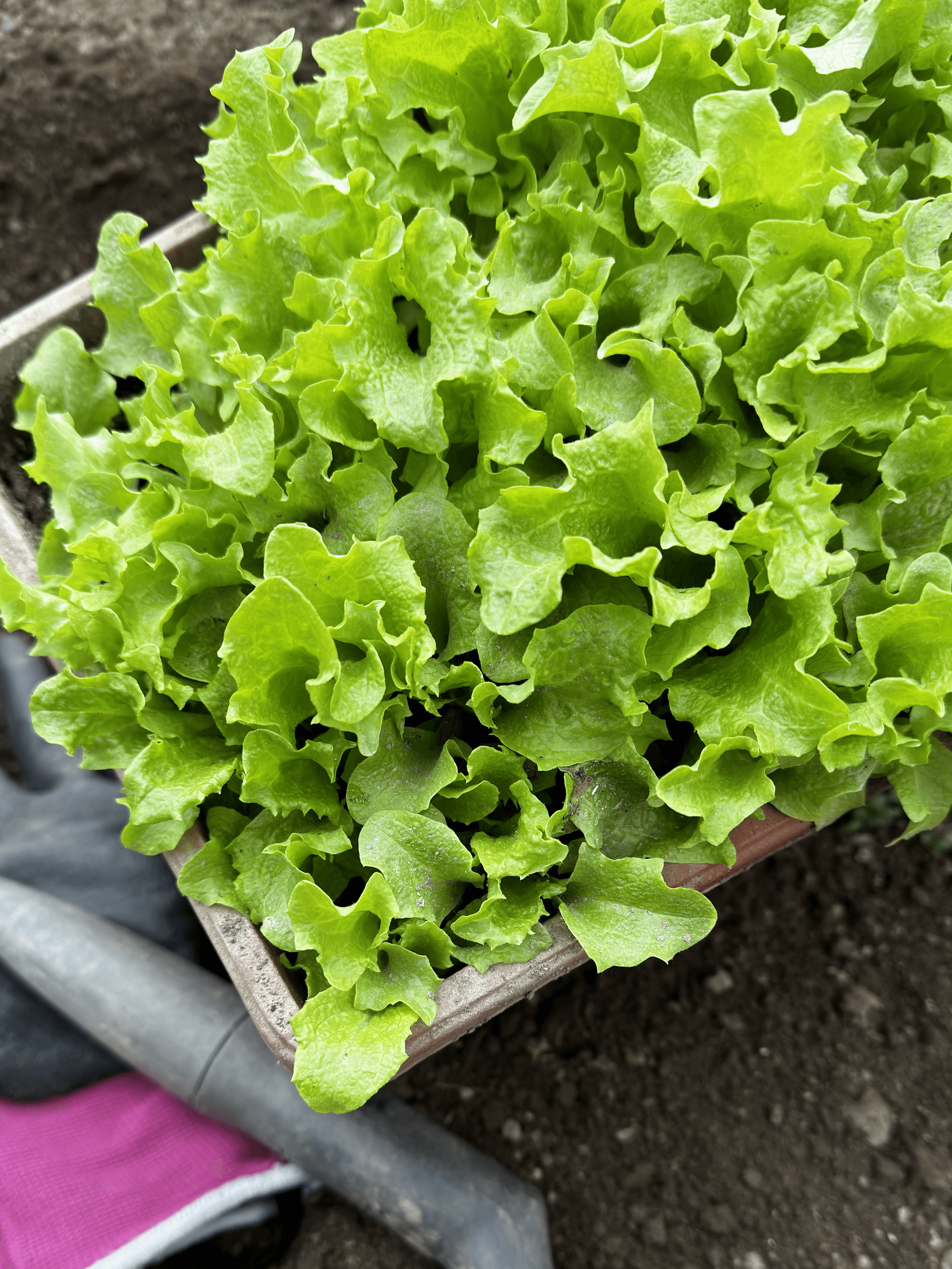 Choosing the Right Container - Lettuces don't need a large pot to grow, because the plant has a shallow root system.