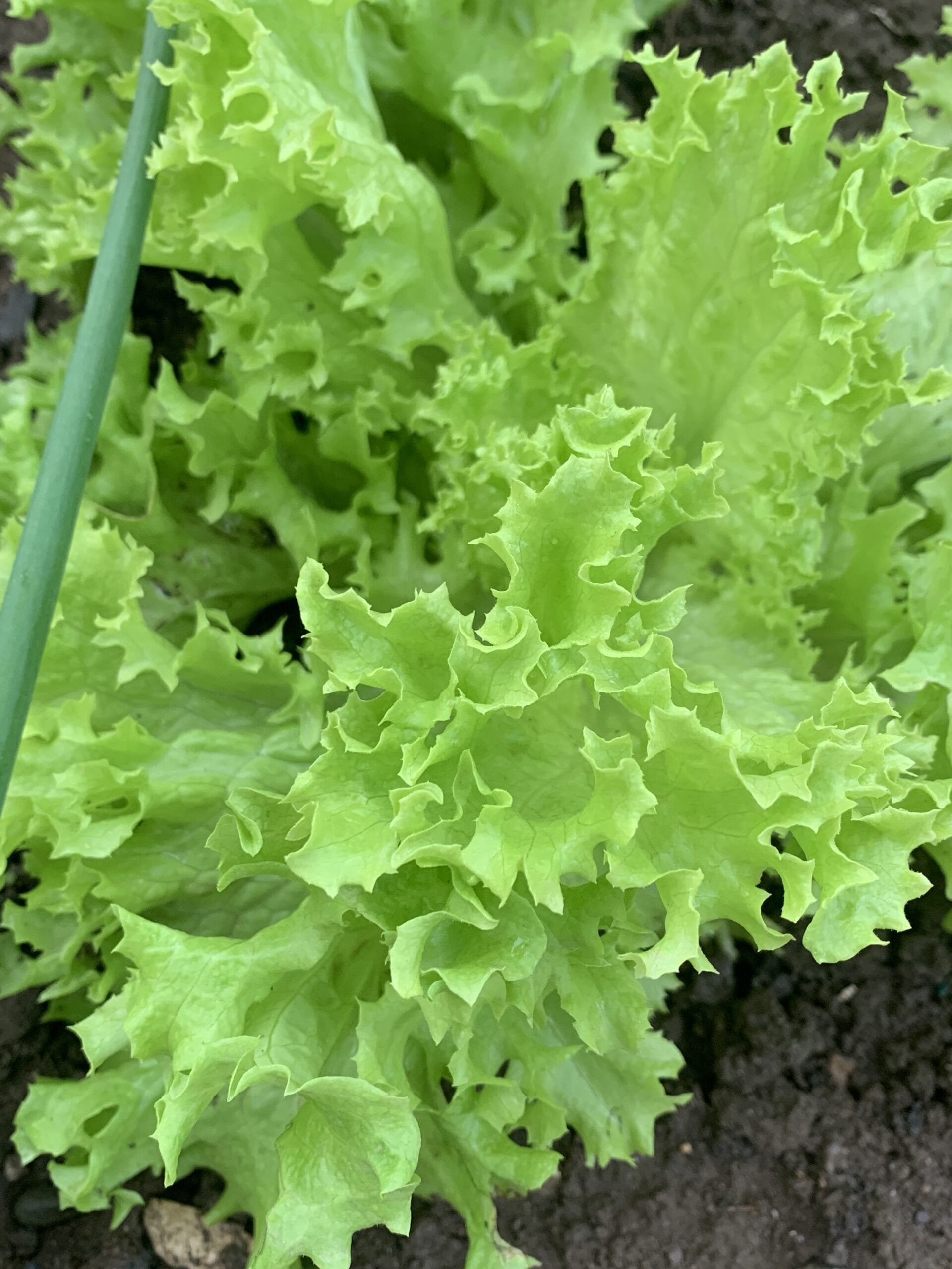 Companions Matter - Why is My Garden Lettuce Bitter?