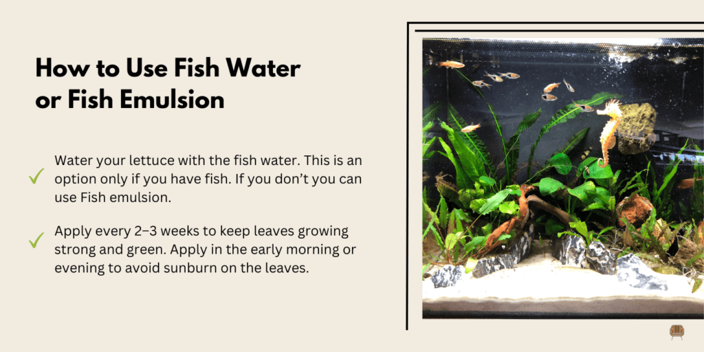 Fish Water or Emulsion for a Fast Nitrogen Boost - How Do You Grow Lettuce in a Container?