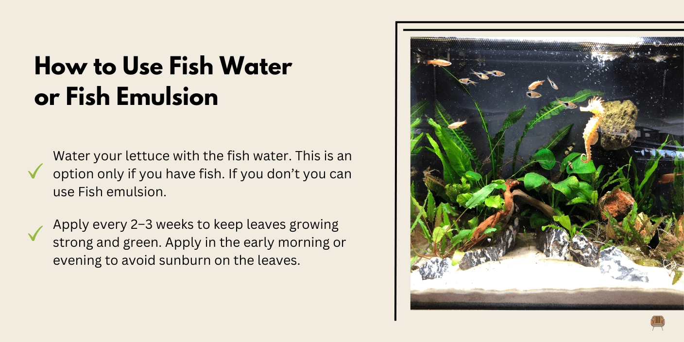 Fish Water or Emulsion for a Fast Nitrogen Boost - High in nitrogen, fish water encourages leafy growth, making it perfect for lettuce.
