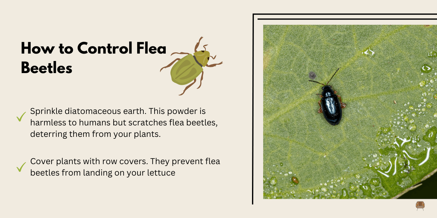 Flea Beetles - Flea beetles are tiny, jumping insects that leave small, round holes in lettuce leaves.