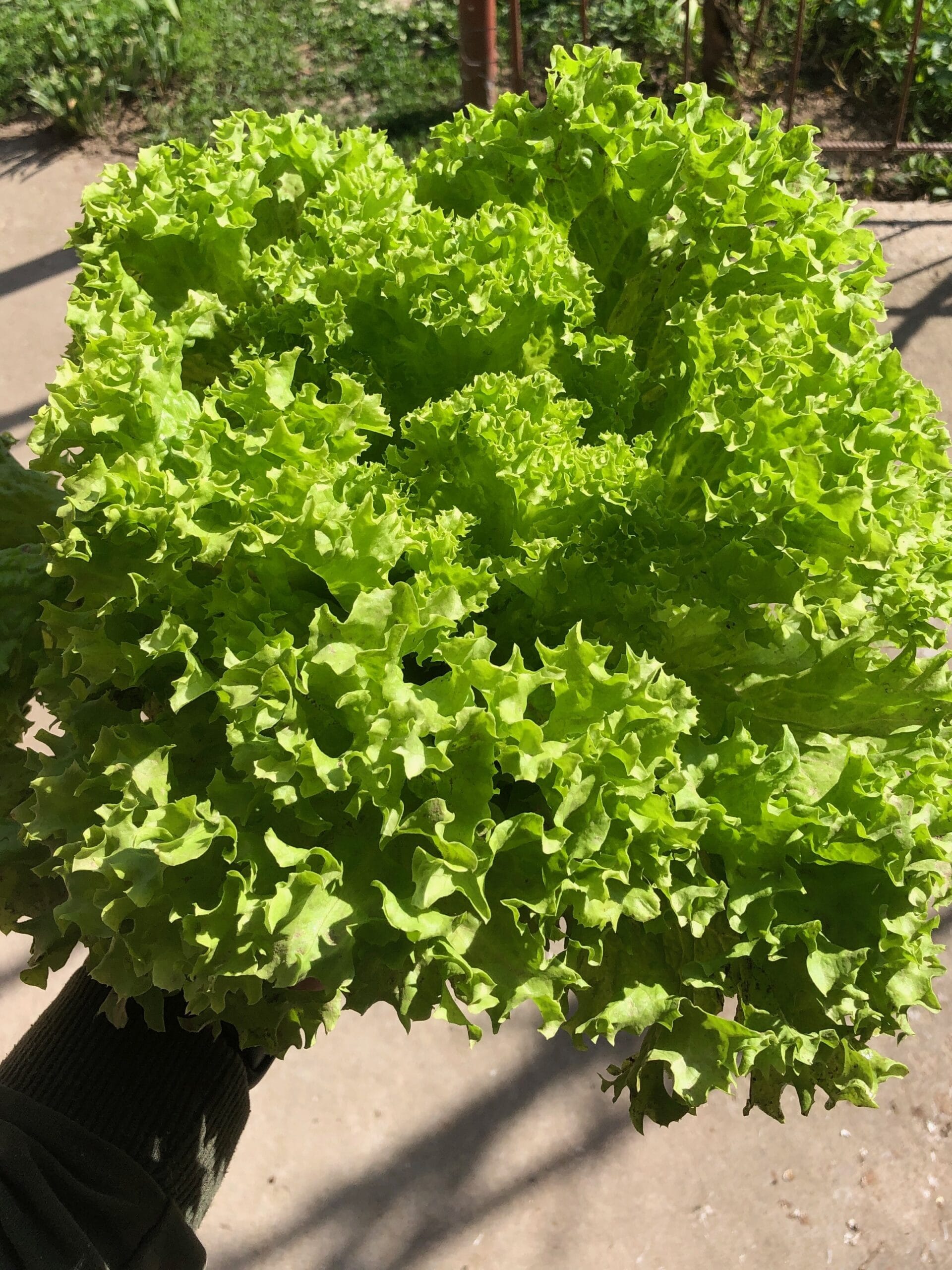 Harvesting Your Lettuce - One of the joys of growing lettuce is that you can start harvesting early.