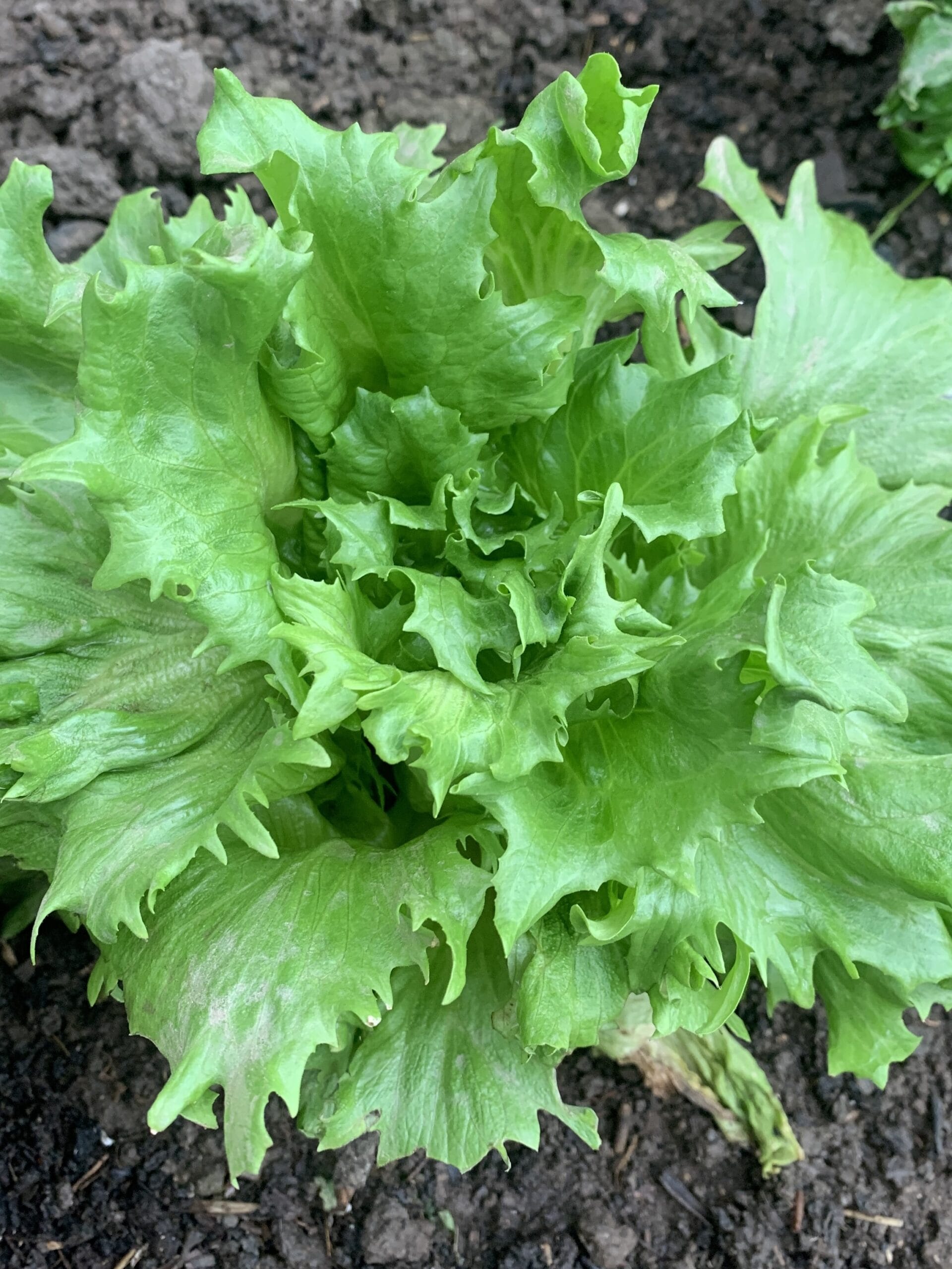 Iceberg Lettuce - It grows in tight, round heads with pale green leaves and is very popular in salads.