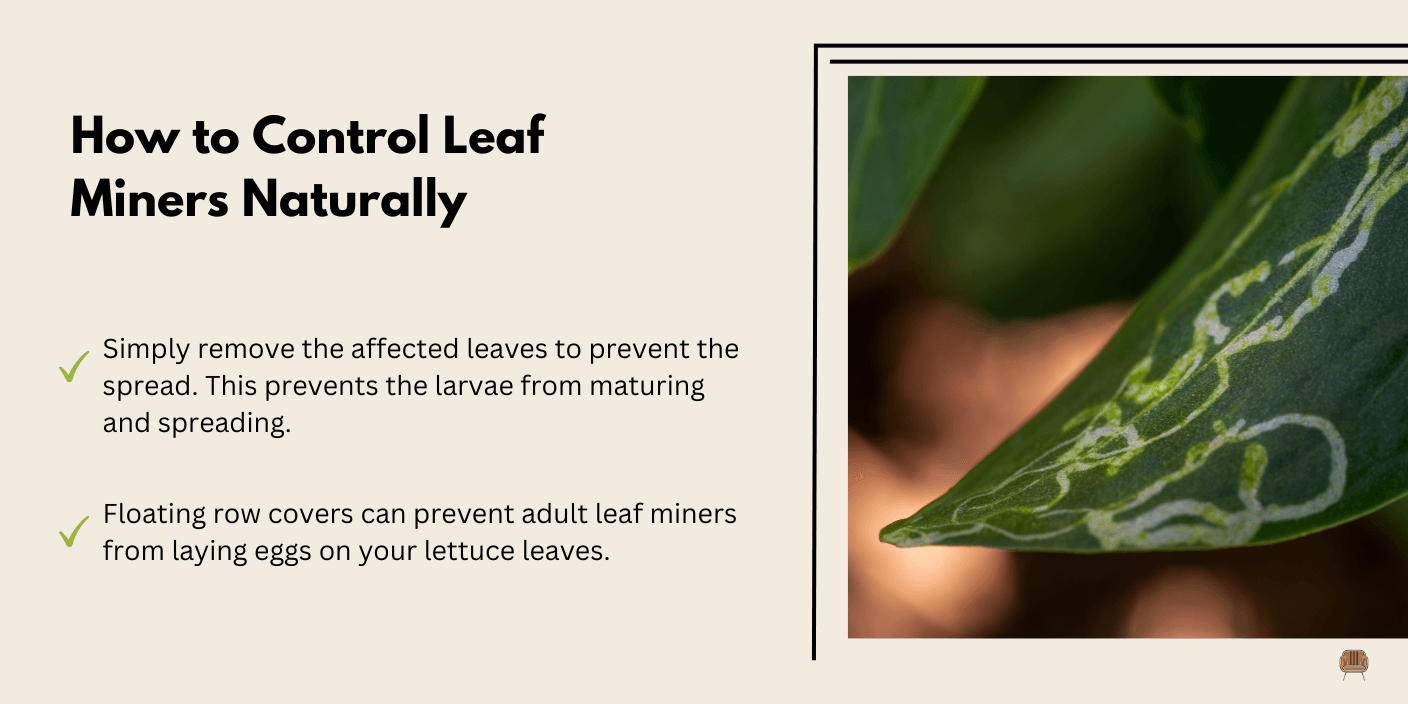 Leaf Miners - Leaf miners are tiny larvae that burrow inside leaves, creating squiggly white lines.