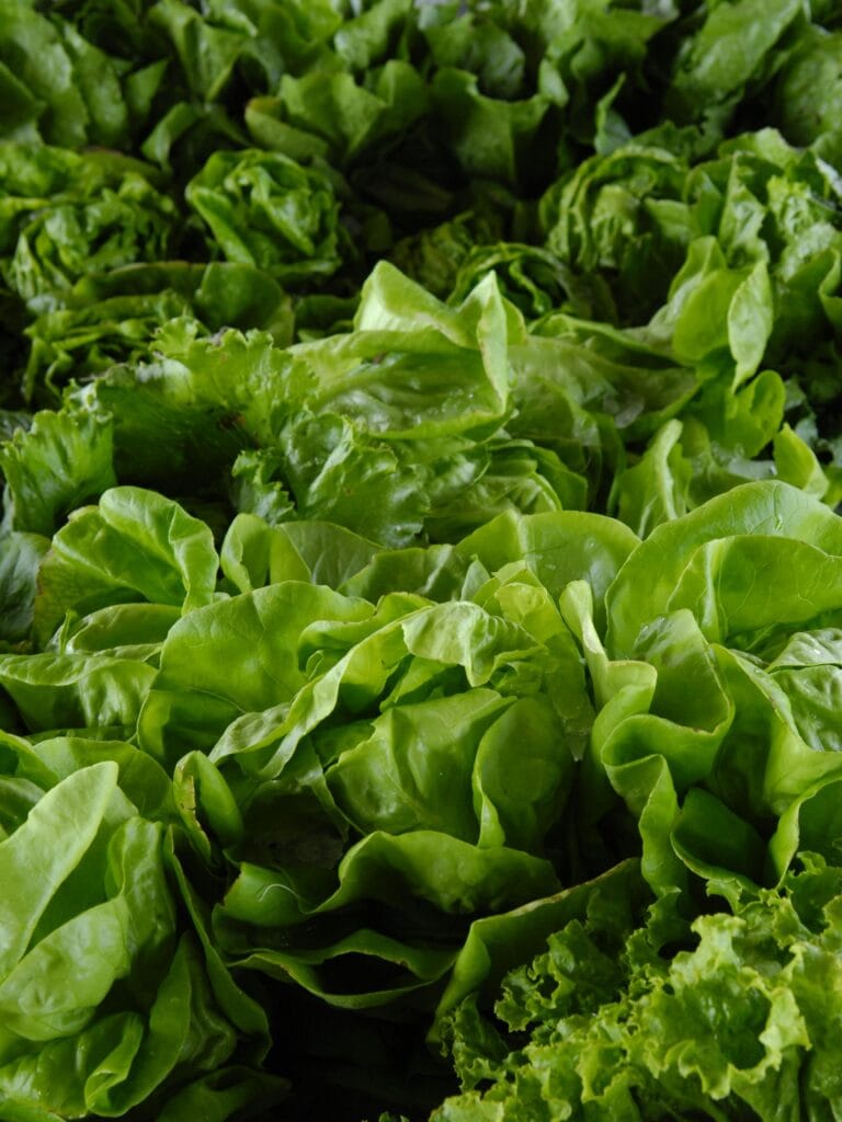 Loose-Leaf Lettuce - How Do You Grow Lettuce in a Container?