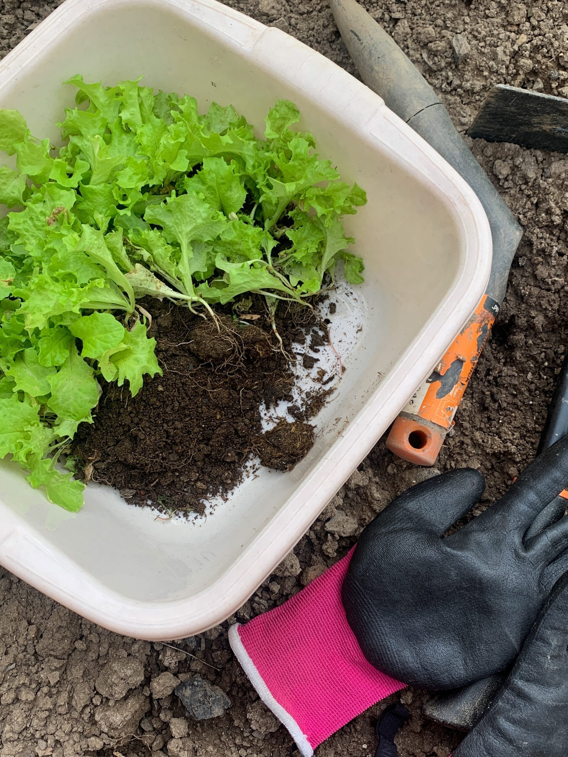 Planting Using Transplants - Place the lettuce transplants at the same depth they were growing in their nursery pot.