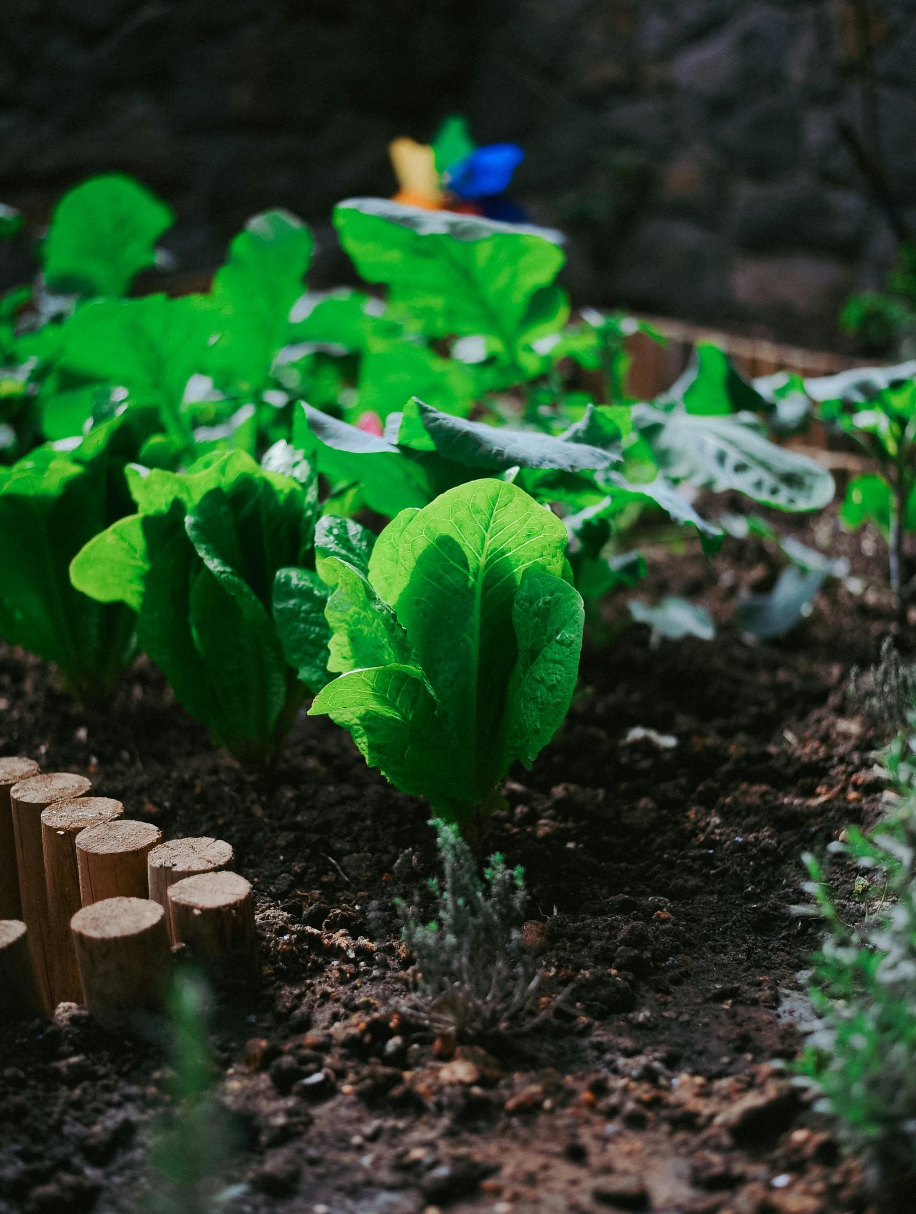 Romaine Lettuce - Romaine is slightly more structured than loose-leaf, with upright leaves and a bit more crunch.