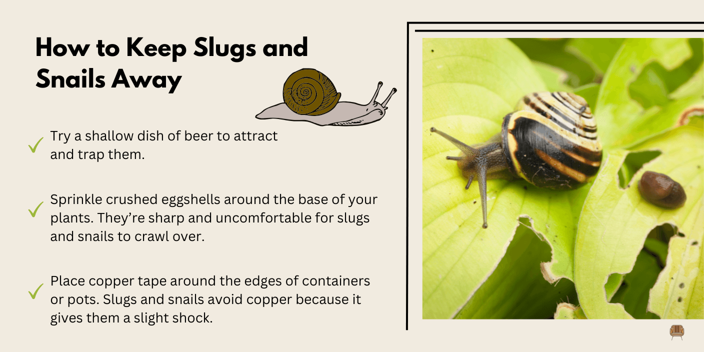 Common Pests and How to Handle Them - Slugs and Snails - These animals can munch big holes in lettuce leaves, especially in damp conditions.