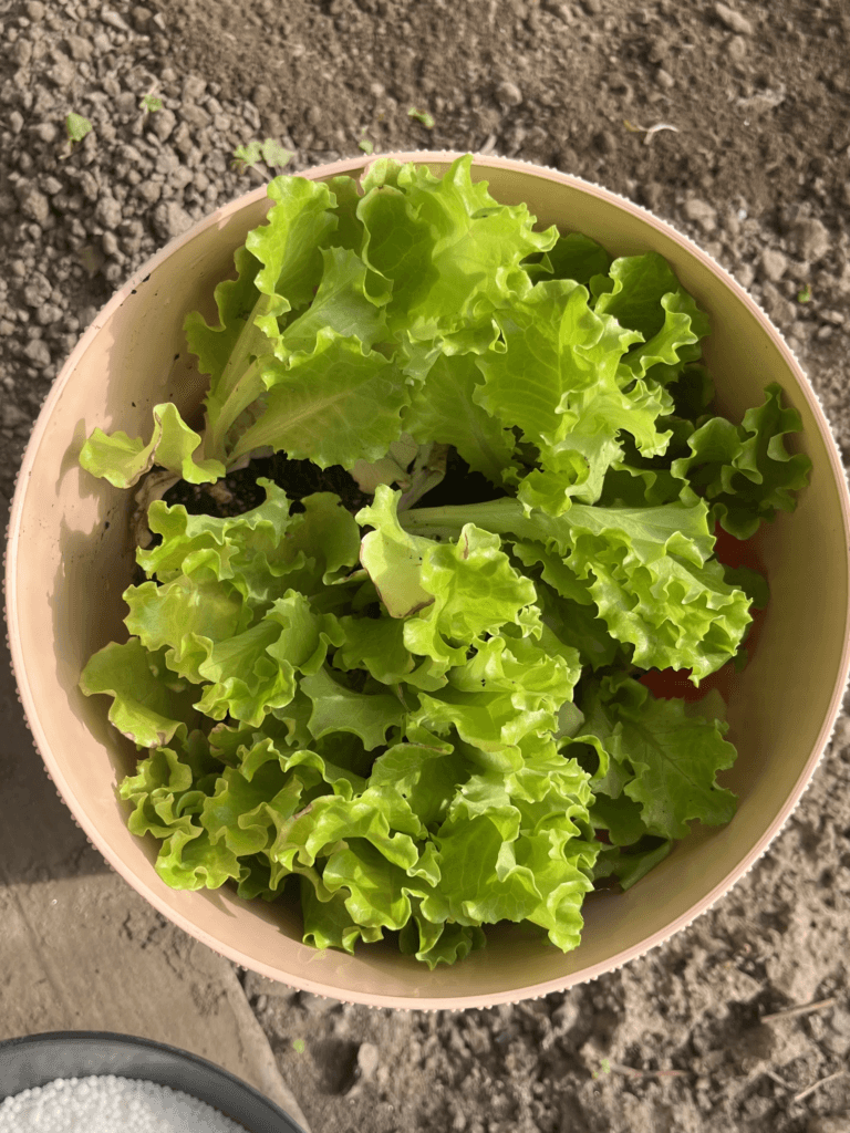 Variety Matters - Why is My Garden Lettuce Bitter?