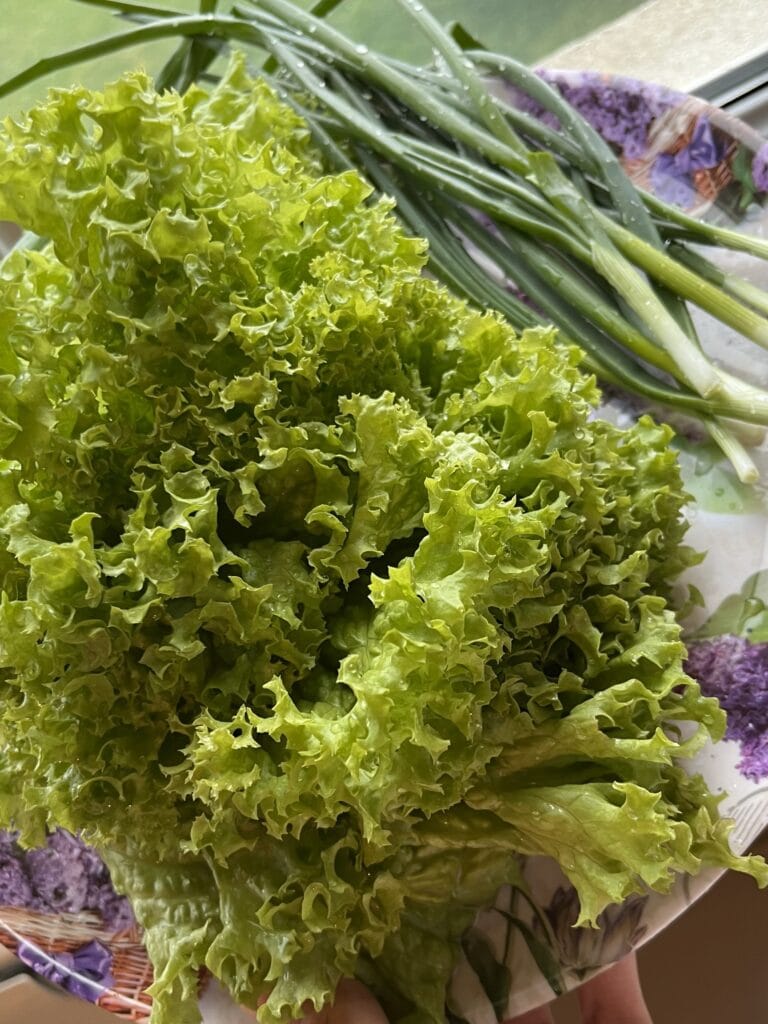Why is My Garden Lettuce Bitter? - 6 Reasons
