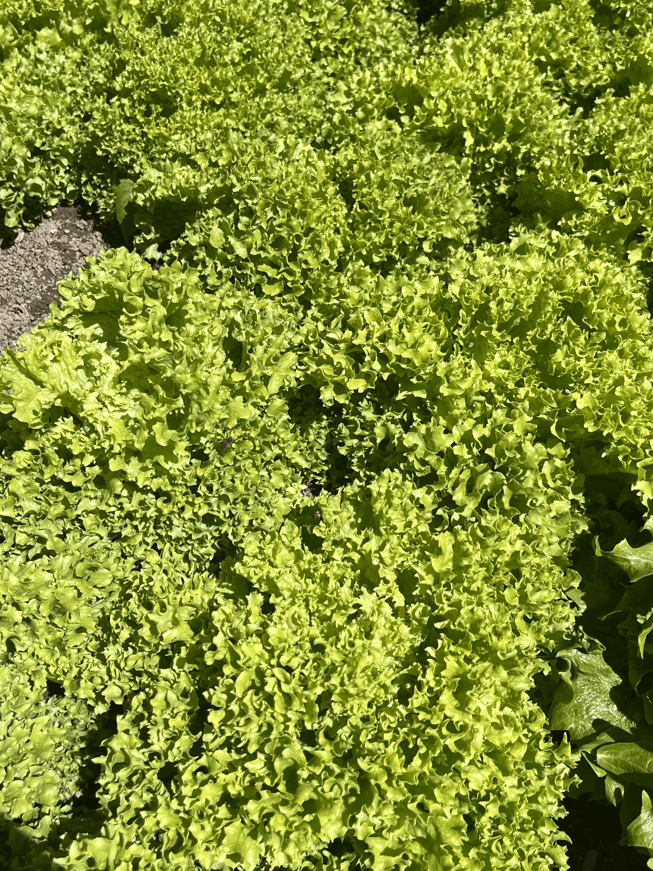 Why Grow Lettuce in a Container? - Growing lettuce in containers has many benefits.