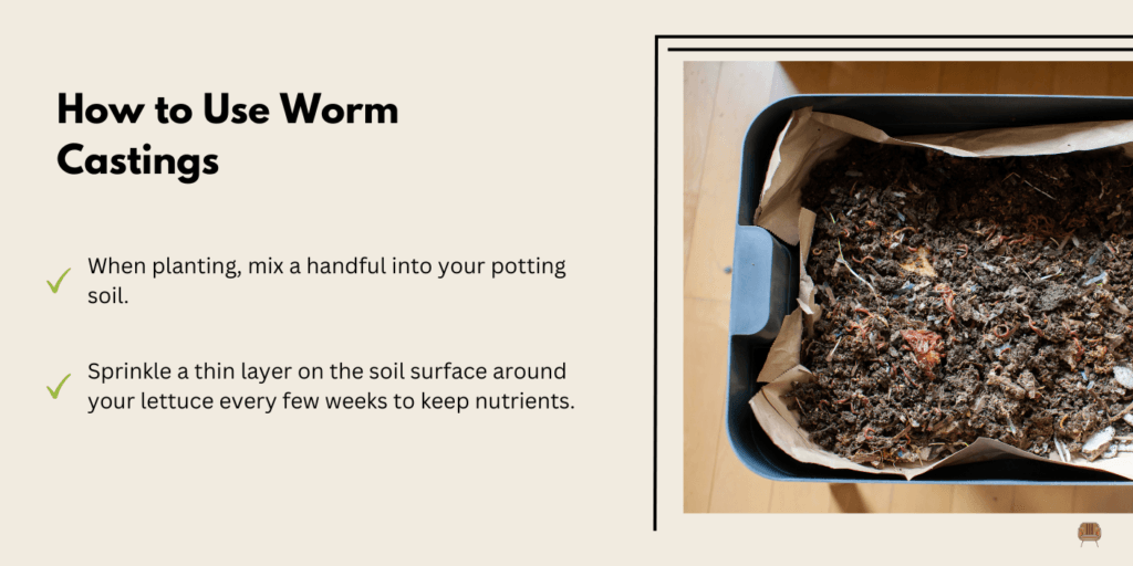 Worm Castings for Steady Nutrition - How Do You Grow Lettuce in a Container?
