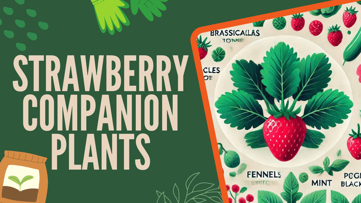 4 Best Strawberry Companion Plants - Easy Choices for Beginners