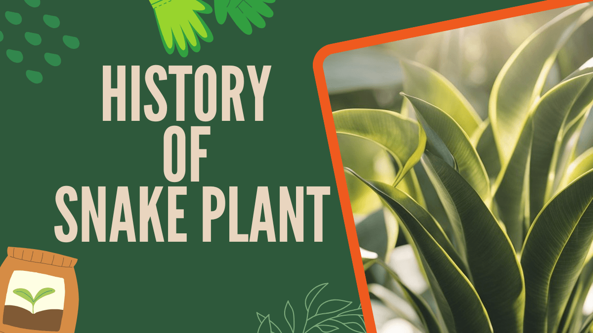 History of Snake Plant - A Journey Through Its Origins and Cultivation