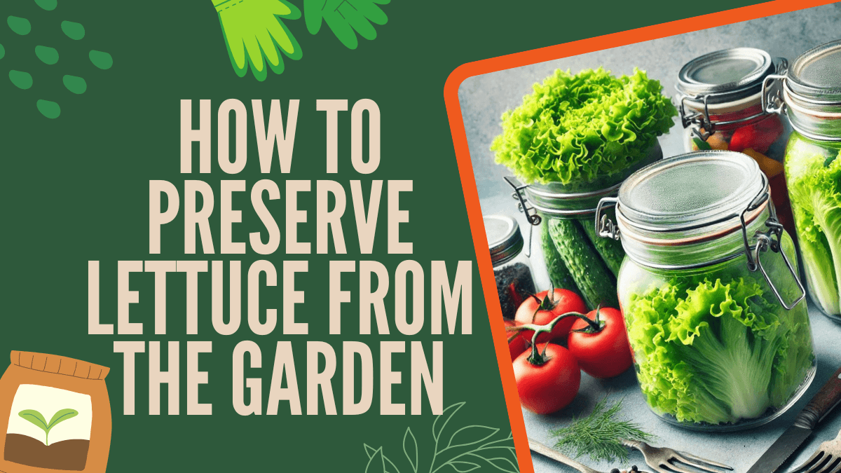 How to Preserve Lettuce from the Garden - 3 Easy Tips