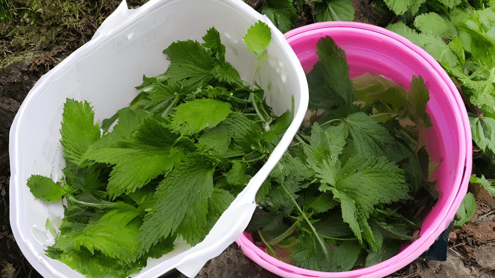 My First Experience with Stinging Nettle Fertilizer