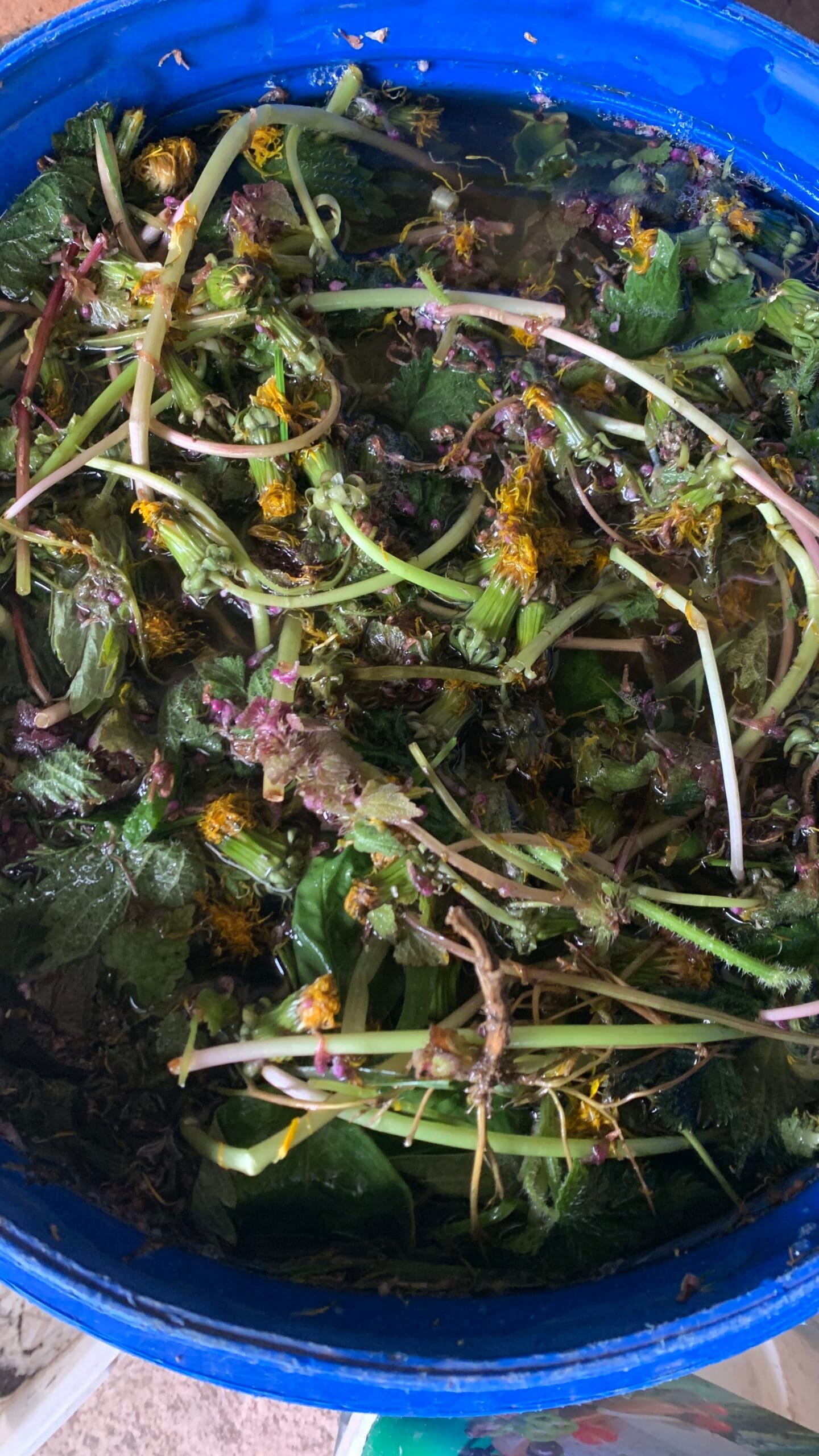 Stinging Nettle Fertilizer - Sometimes I add other spring herbs like dandelion, cleavers, speedwells, chickweed, greater celandine, and dead nettles.