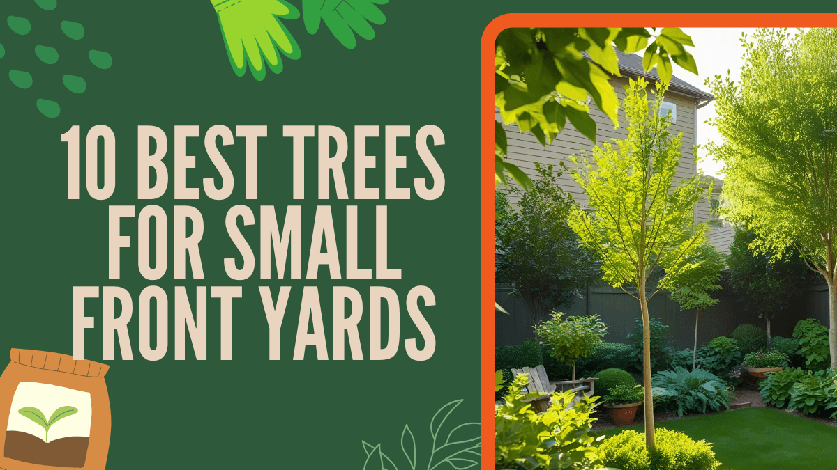 10 Best Trees for Small Front Yards - Choices for Compact Spaces