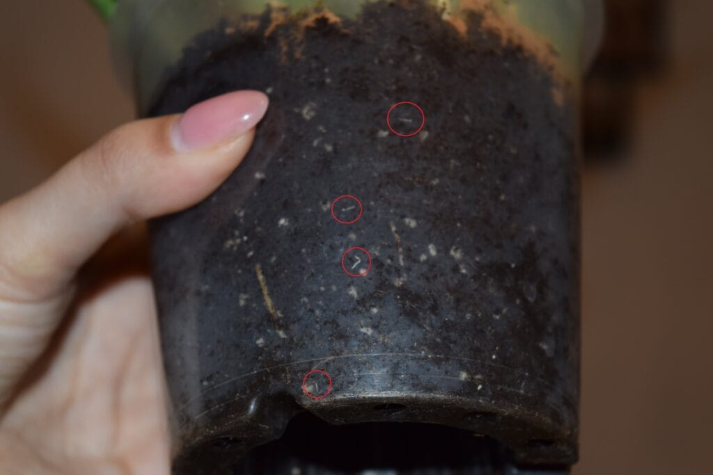 Before getting rid of the flea worms - How to Get Rid of Fleas in Potting Soil