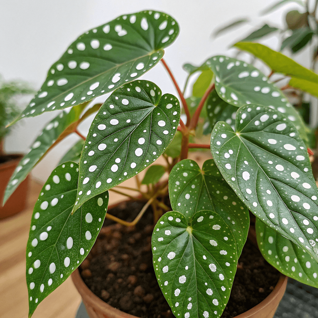 Begonia maculata ‘Wightii’ (Polka Dot Begonia) - Is Moonlight Butterfly Begonia Real?