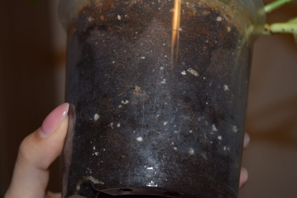 After getting rid of the flea worms - How to Get Rid of Fleas in Potting Soil