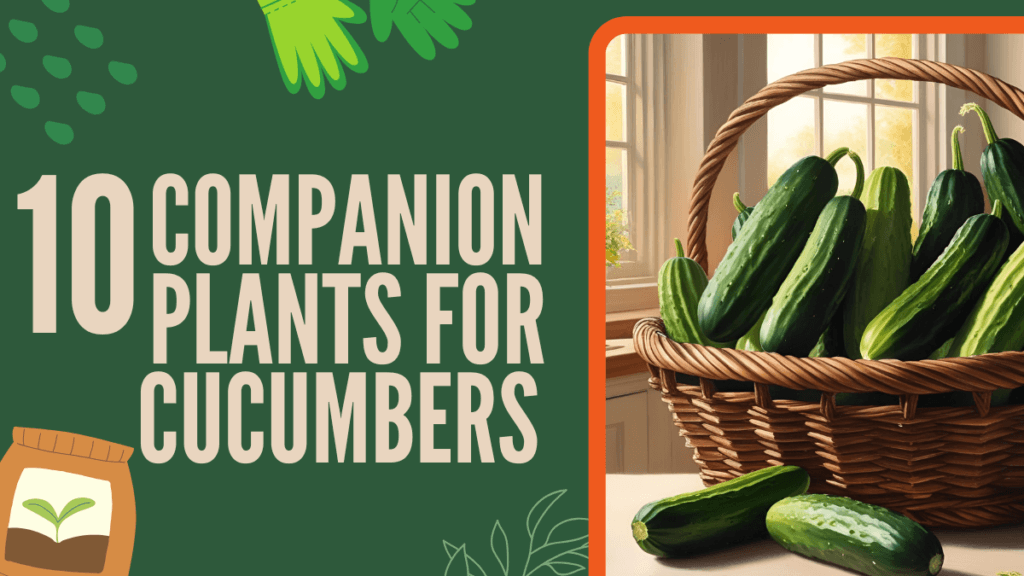 Companion Plants for Cucumbers - 10 Best Choices