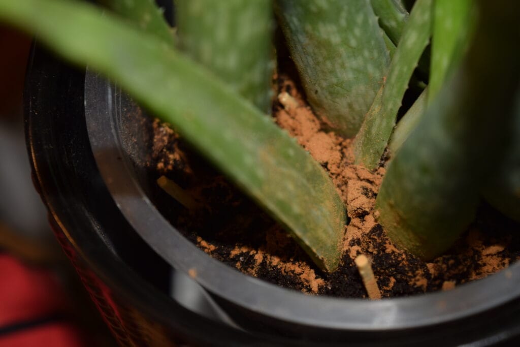 Overwatered plant - How to Get Rid of Fleas in Potting Soil