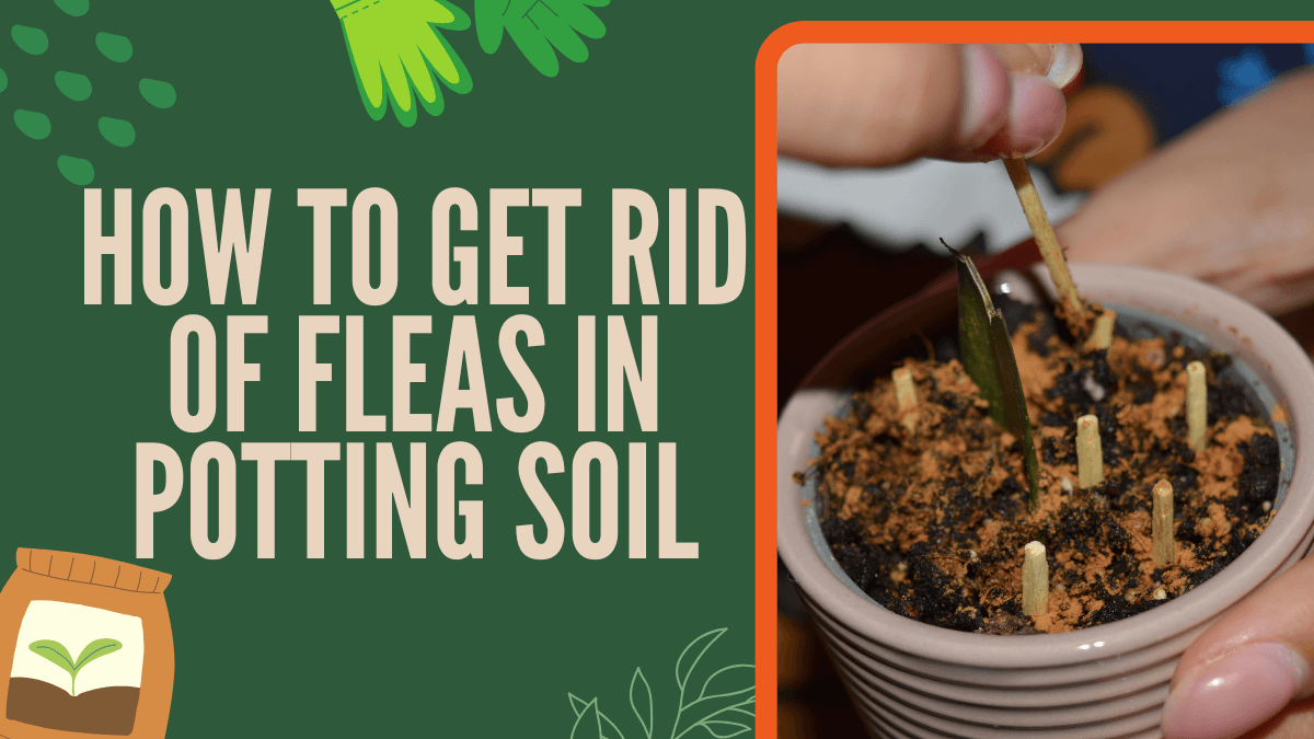 How to Get Rid of Fleas in Potting Soil - 5 Working methods