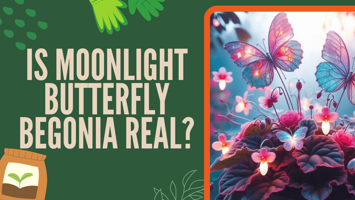 Is Moonlight Butterfly Begonia Real? - Myth Debunked