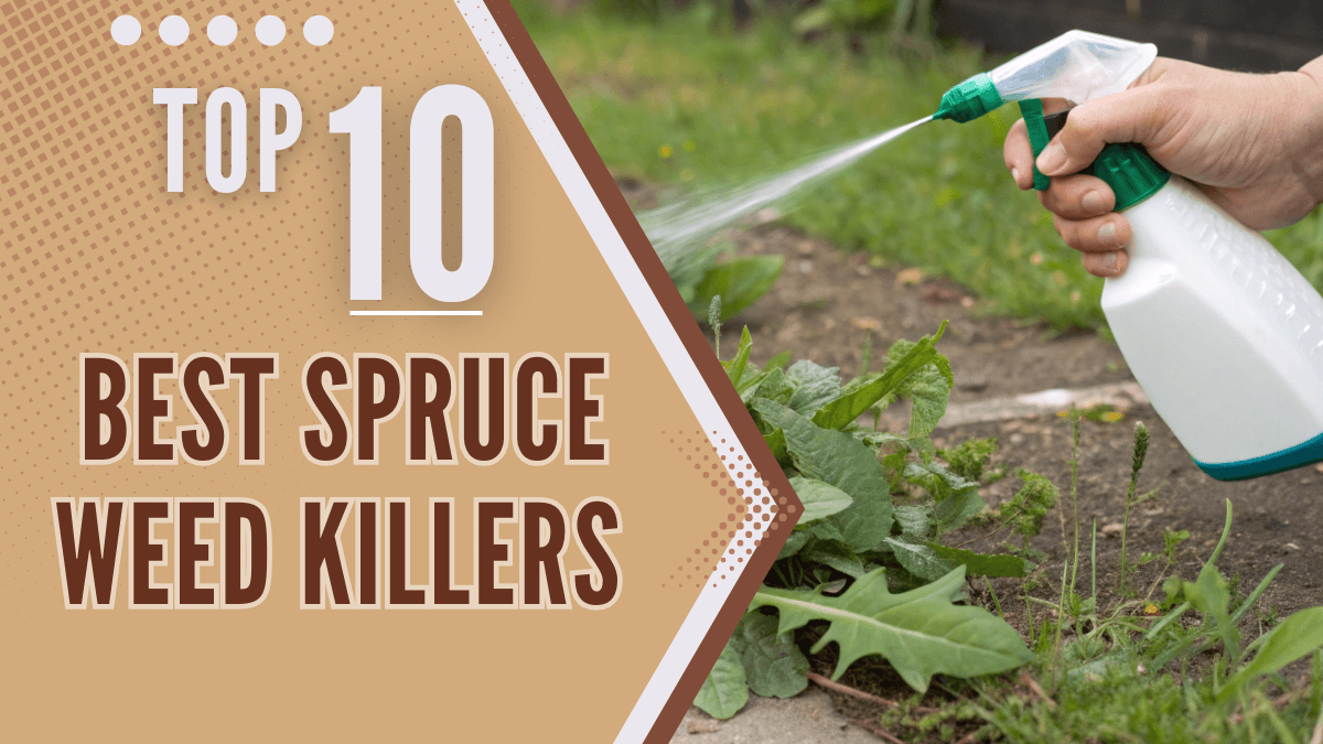 The 10 Best Spruce Weed Killers - Expert Recommendations