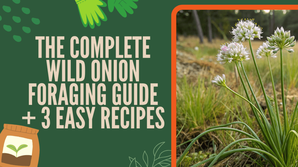 Wild Onion Foraging Guide + 3 Easy Recipes - TheBroenChair.com