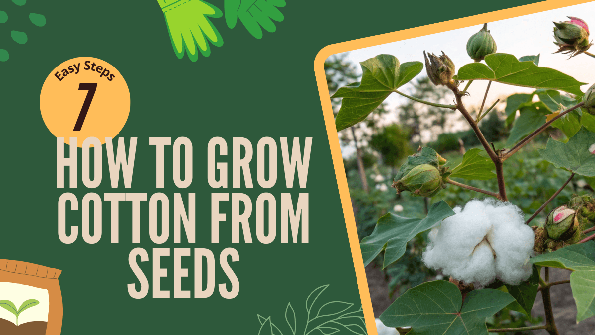 How to Grow Cotton from Seeds 7 Easy Step-by-Step Guide