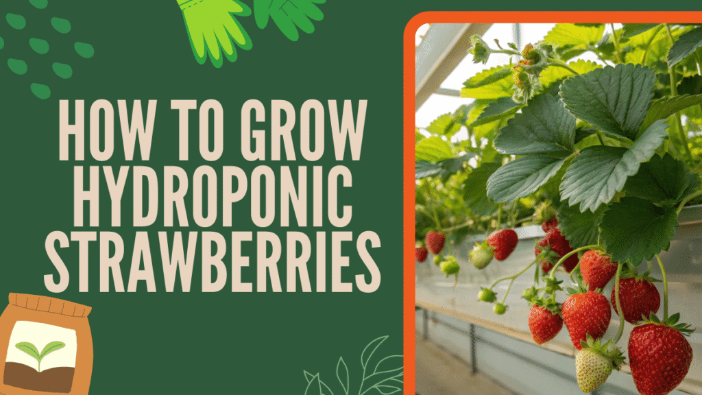 How to Grow Hydroponic Strawberries