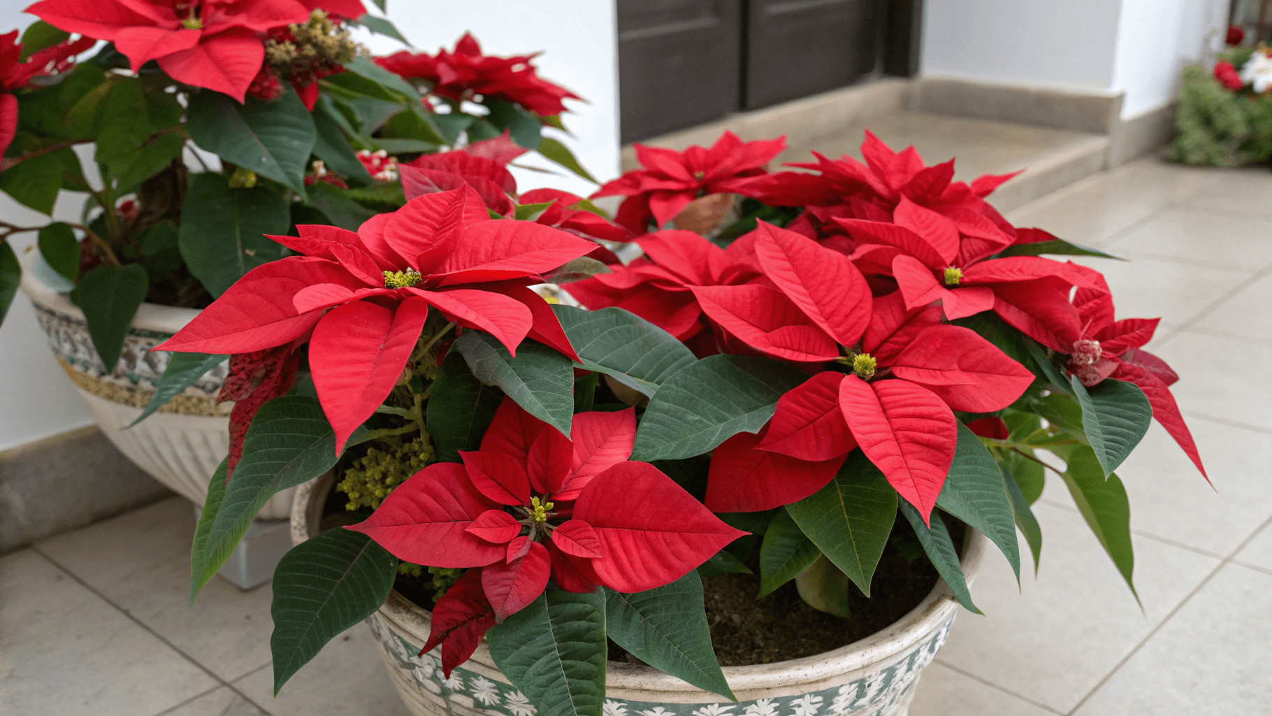 6 Tips for Propagating Poinsettia in Water