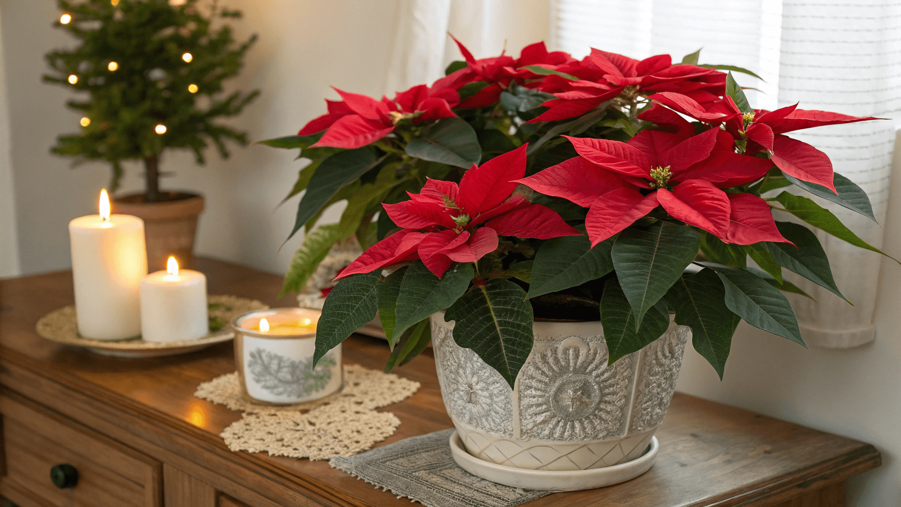 What Are Poinsettias? - Propagating Poinsettia in Water