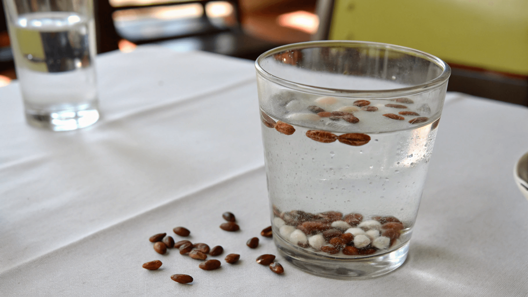 Soak the Seeds - Grow Cotton from Seeds?