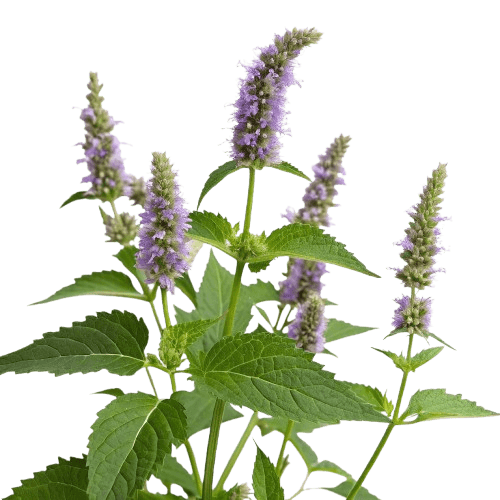 Anise Hyssop