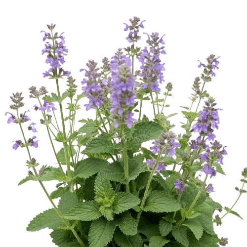 Catmint (Nepeta)