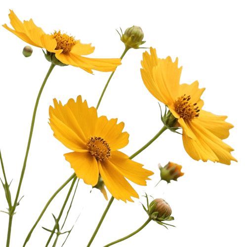 Coreopsis