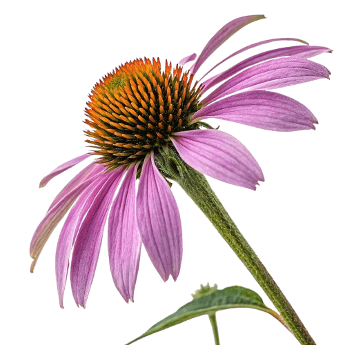 Echinacea (Coneflower)