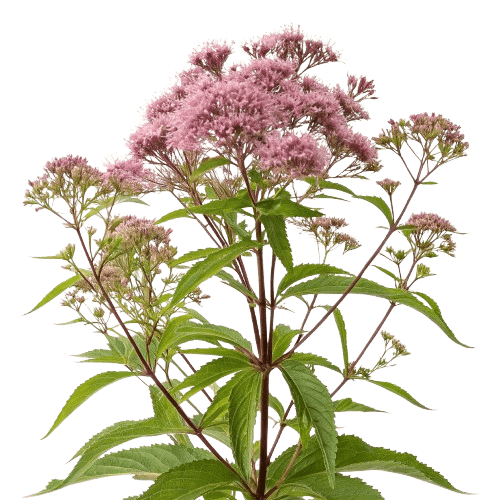 Joe-Pye Weed