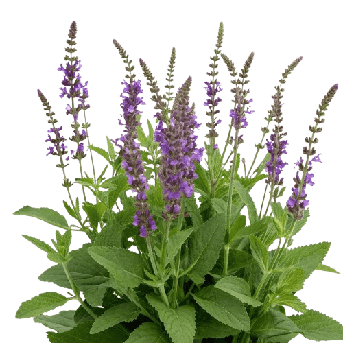Salvia