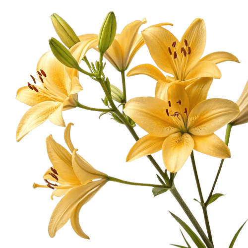 Stella D’Oro Lilies