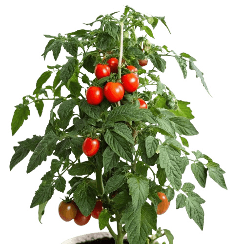 Tomatoes
