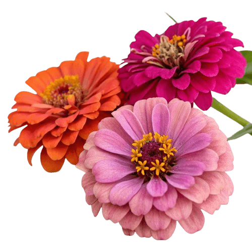 Zinnias